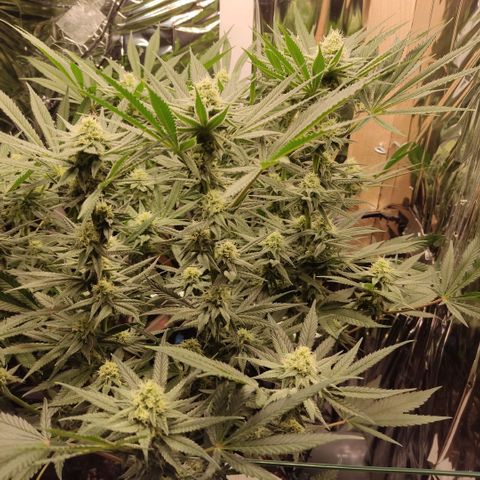 Girl Scout Cookies - Zamnesia growlog timeline photo