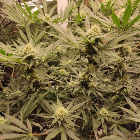 Girl Scout Cookies - Zamnesia growlog timeline photo