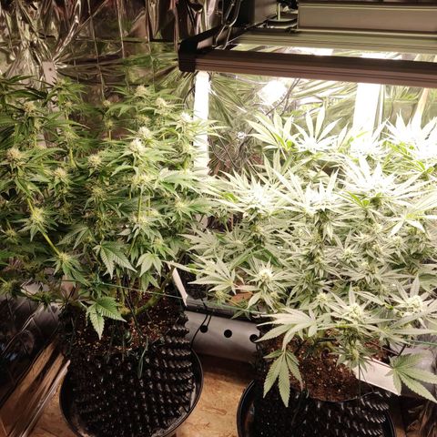 Girl Scout Cookies - Zamnesia growlog timeline photo