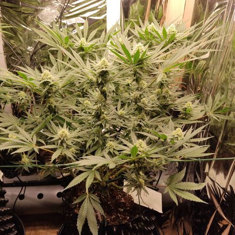 Girl Scout Cookies - Zamnesia growlog timeline photo