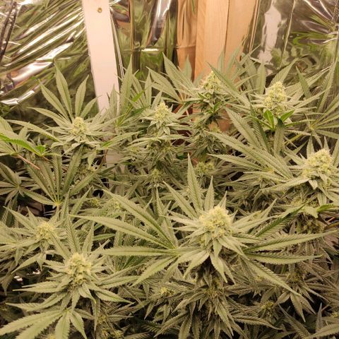 Girl Scout Cookies - Zamnesia growlog timeline photo