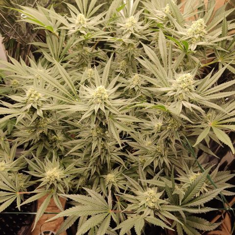 Girl Scout Cookies - Zamnesia growlog timeline photo