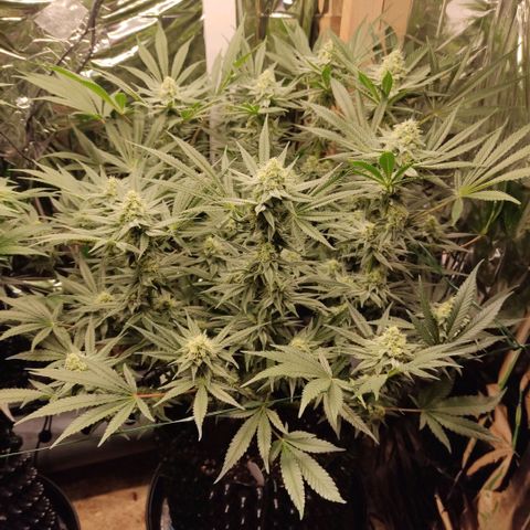 Girl Scout Cookies - Zamnesia growlog timeline photo