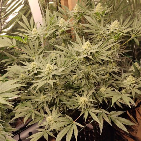 Girl Scout Cookies - Zamnesia growlog timeline photo