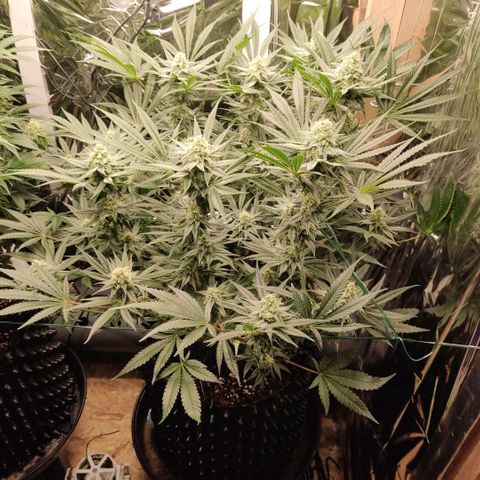 Girl Scout Cookies - Zamnesia growlog timeline photo