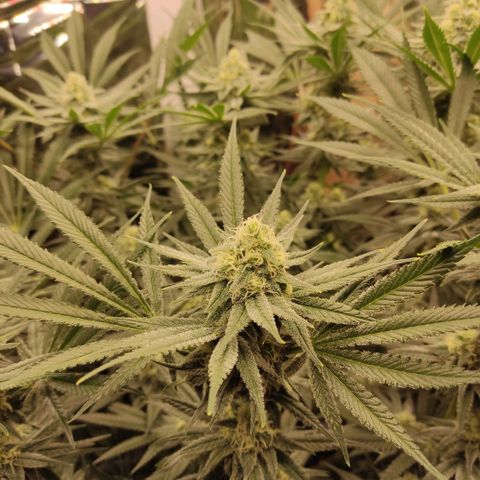 Girl Scout Cookies - Zamnesia growlog timeline photo