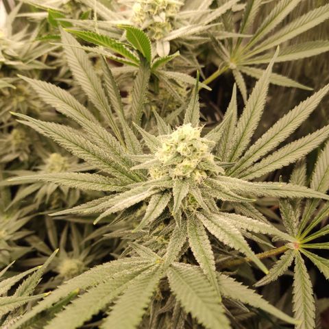 Girl Scout Cookies - Zamnesia growlog timeline photo