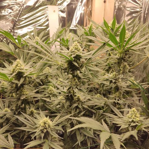 Girl Scout Cookies - Zamnesia growlog timeline photo