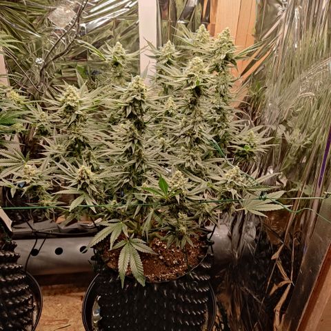 Girl Scout Cookies - Zamnesia growlog timeline photo