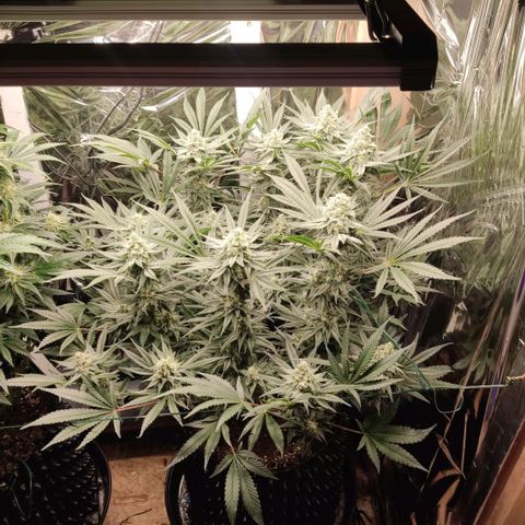 Girl Scout Cookies - Zamnesia growlog timeline photo