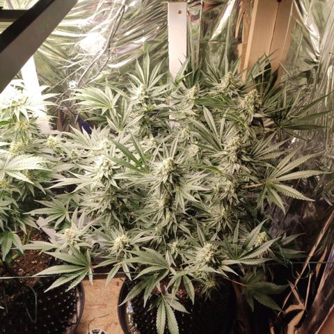 Girl Scout Cookies - Zamnesia growlog timeline photo