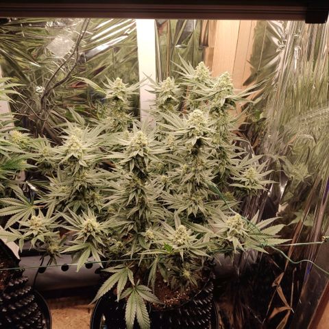 Girl Scout Cookies - Zamnesia growlog timeline photo