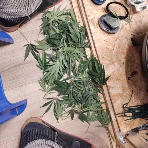 Girl Scout Cookies - Zamnesia growlog timeline photo