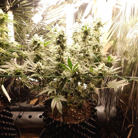 Girl Scout Cookies - Zamnesia growlog timeline photo