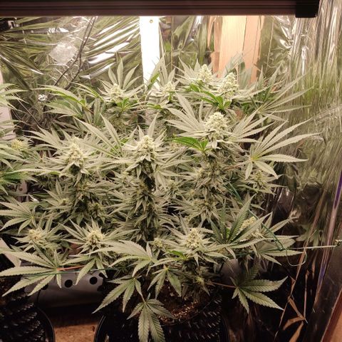 Girl Scout Cookies - Zamnesia growlog timeline photo