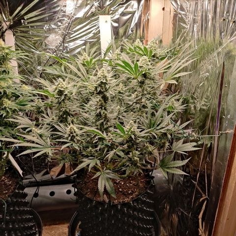Girl Scout Cookies - Zamnesia growlog timeline photo