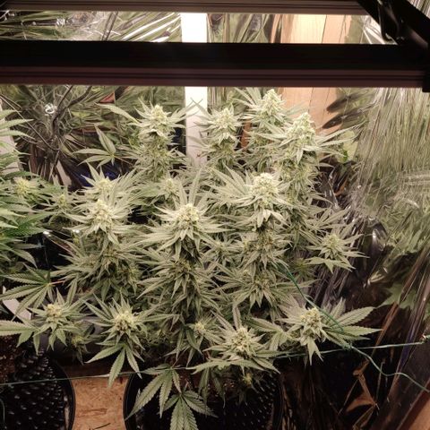 Girl Scout Cookies - Zamnesia growlog timeline photo