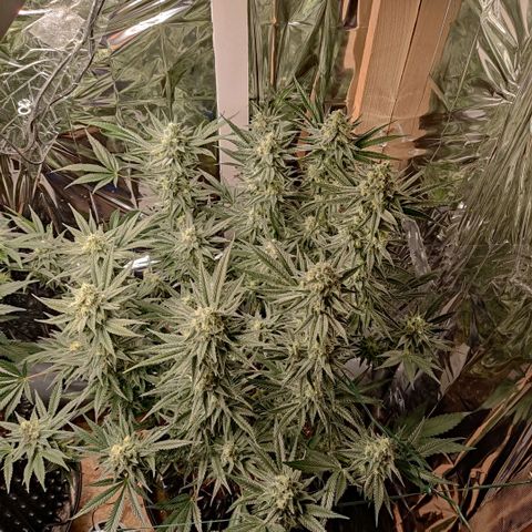 Girl Scout Cookies - Zamnesia growlog timeline photo