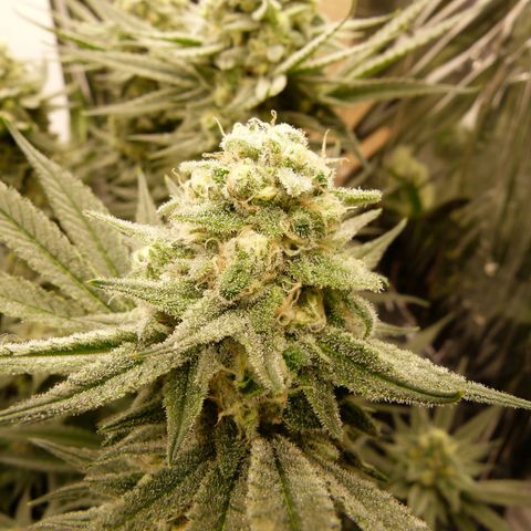 Girl Scout Cookies - Zamnesia growlog timeline photo