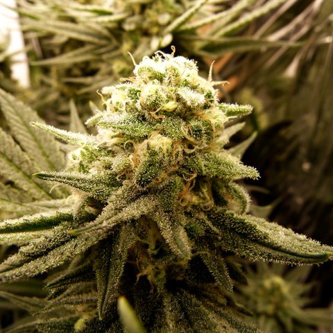 Girl Scout Cookies - Zamnesia growlog timeline photo
