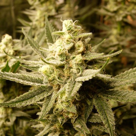 Girl Scout Cookies - Zamnesia growlog timeline photo