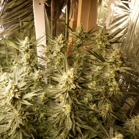 Girl Scout Cookies - Zamnesia growlog timeline photo