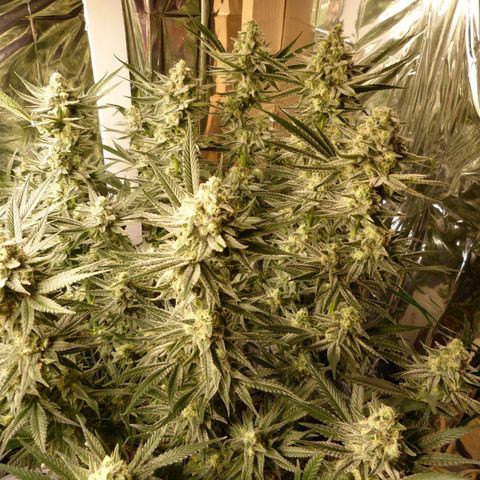 Girl Scout Cookies - Zamnesia growlog timeline photo