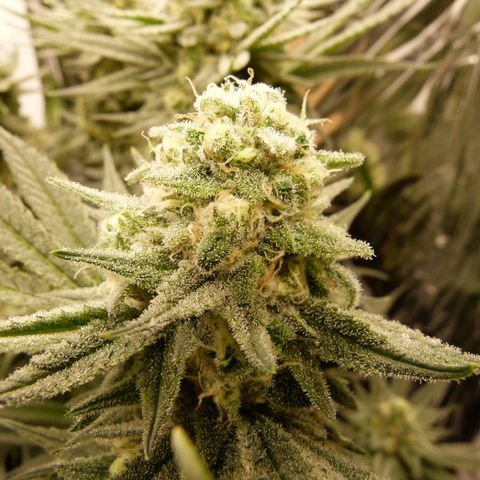 Girl Scout Cookies - Zamnesia growlog timeline photo