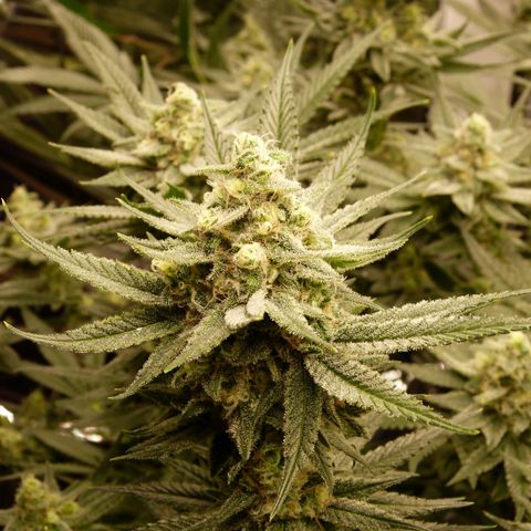 Girl Scout Cookies - Zamnesia growlog timeline photo