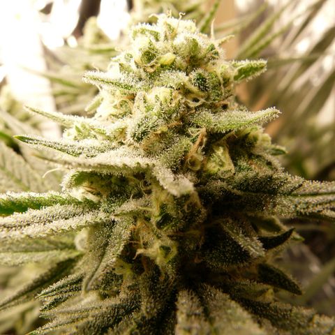 Girl Scout Cookies - Zamnesia growlog timeline photo
