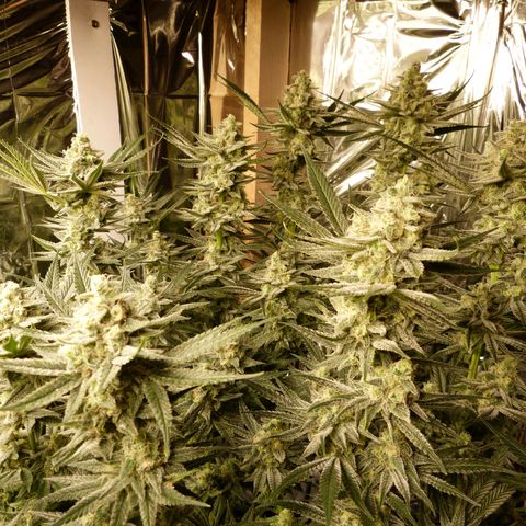 Girl Scout Cookies - Zamnesia growlog timeline photo