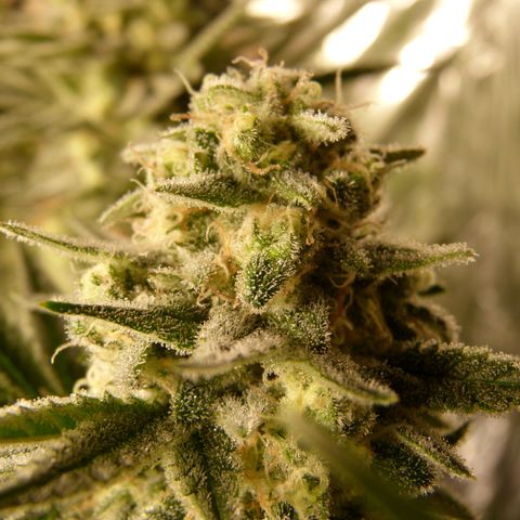 Girl Scout Cookies - Zamnesia growlog timeline photo