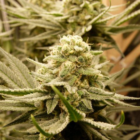 Girl Scout Cookies - Zamnesia growlog photo: Scheiße ist die Hübsch. 