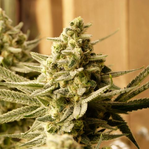 Girl Scout Cookies - Zamnesia growlog photo: Scheiße ist die Hübsch. 
