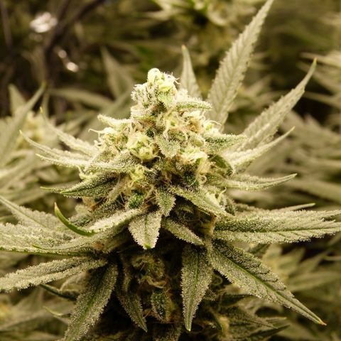 Girl Scout Cookies - Zamnesia growlog photo: Scheiße ist die Hübsch. 