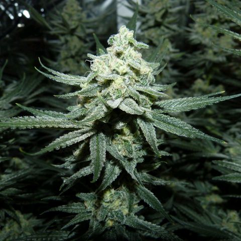 Girl Scout Cookies - Zamnesia growlog photo: Scheiße ist die Hübsch. 
