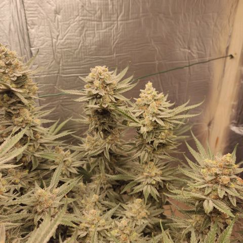 Girl Scout Cookies - Zamnesia growlog timeline photo