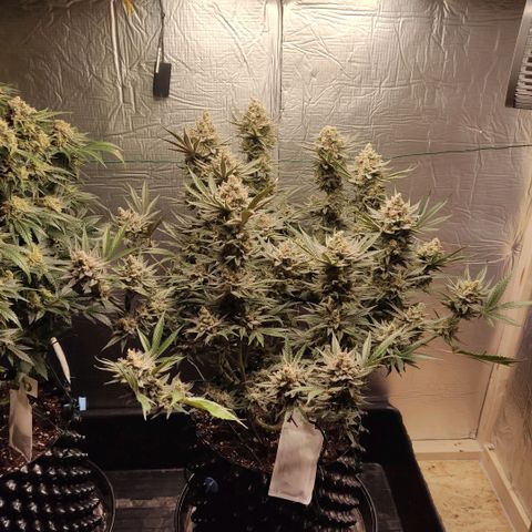Girl Scout Cookies - Zamnesia growlog timeline photo