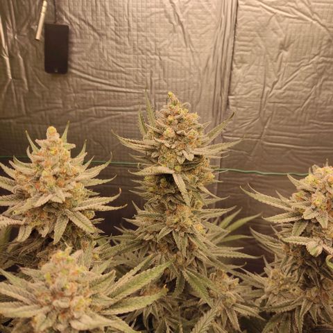 Girl Scout Cookies - Zamnesia growlog timeline photo