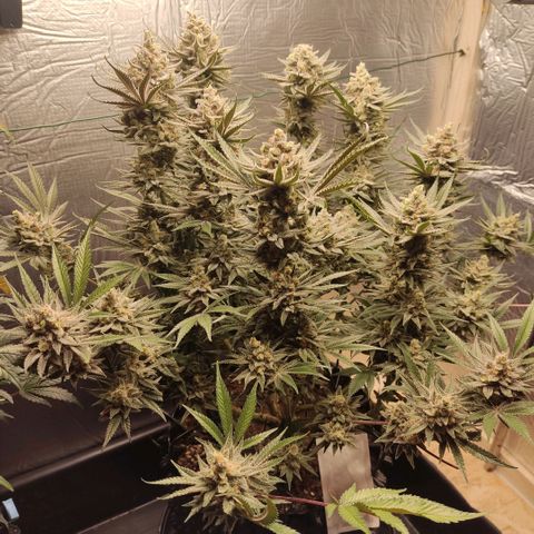 Girl Scout Cookies - Zamnesia growlog timeline photo