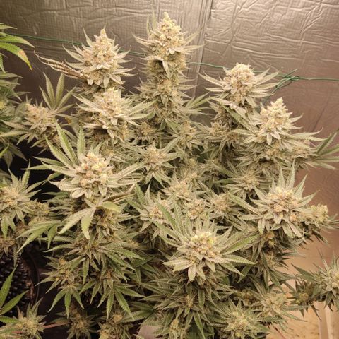 Girl Scout Cookies - Zamnesia growlog timeline photo