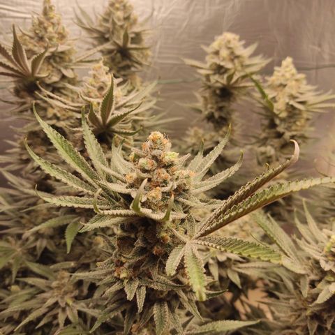 Girl Scout Cookies - Zamnesia growlog timeline photo
