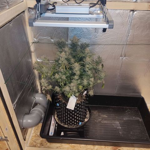Girl Scout Cookies - Zamnesia growlog timeline photo