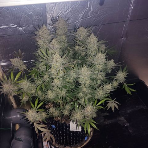 Girl Scout Cookies - Zamnesia growlog timeline photo