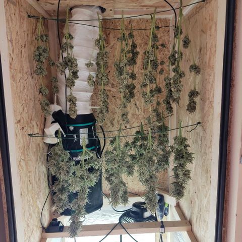 Girl Scout Cookies - Zamnesia growlog timeline photo