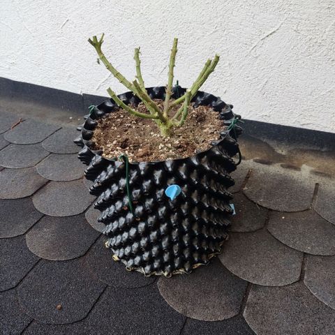Girl Scout Cookies - Zamnesia growlog timeline photo