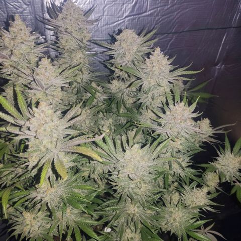 Girl Scout Cookies - Zamnesia growlog timeline photo