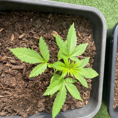 Sticky Orange XXL Automatic #1 growlog timeline photo