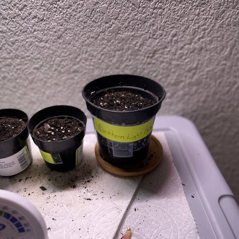 Unknown strain growlog timeline photo