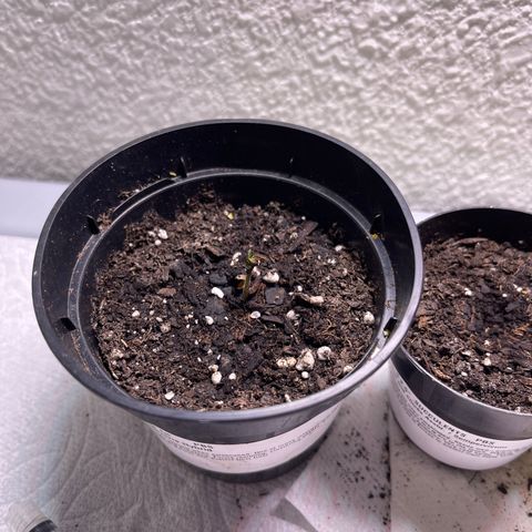 Unknown strain growlog timeline photo